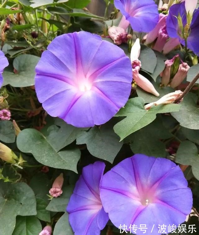 夏天|想要家里四季花开,这20种花,连续能开300天,完全不歇气