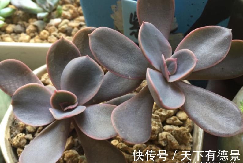 紫红色|多肉紫丁香株型不大，放在室内养会褪色，但露养则粉嘟嘟的很好看