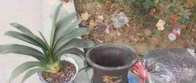 给花配土换盆的时候，4种东西别乱加，不然花卉难养好