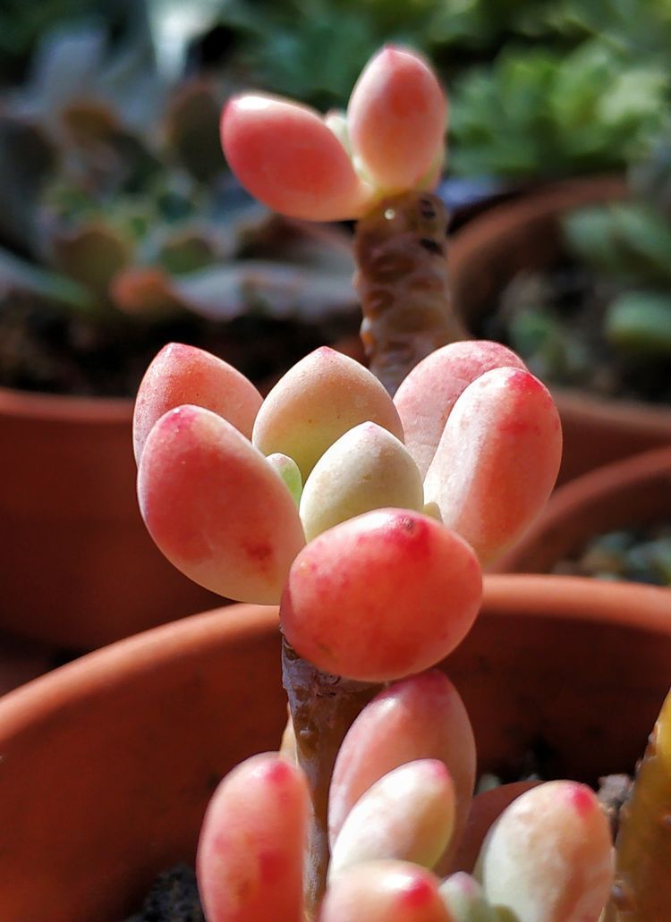 成长|与多肉一起走过的日子,见证多肉的成长过程!