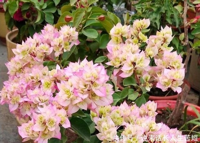 长春花|六月逛花市,看到几种便宜花,喜欢的可以入手,超级爱开花