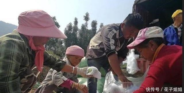 它是一种“另类”南瓜，一斤6元，亩产一吨，种植它有前景吗！