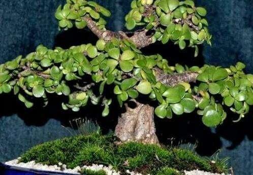 3种“好运”花,快来养一盆,好养爱爆盆,四季常油绿,招财又纳