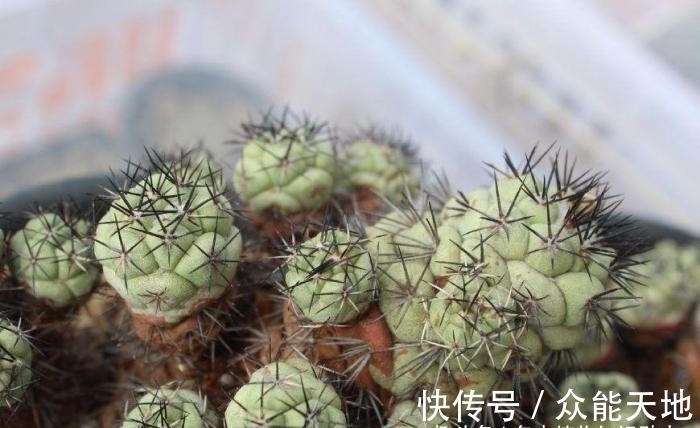 m帝王丸, 霸气的仙人球, 你想养一颗吗?