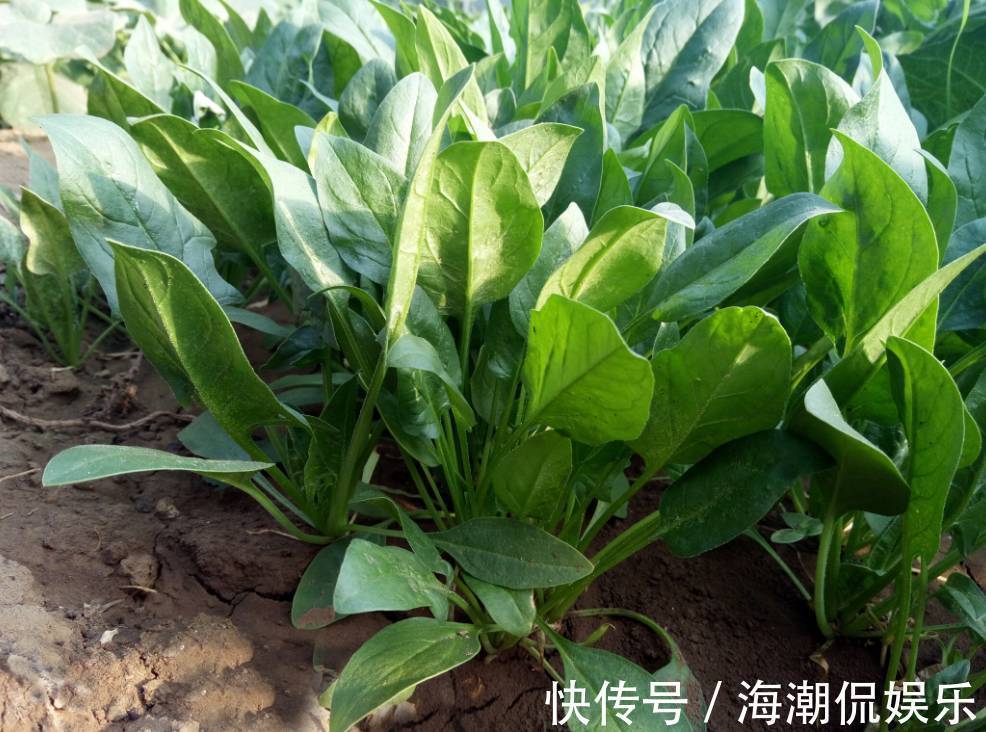 草酸|常吃菠菜的人，身体不会差，但切忌与一物同食，却很多人不清楚