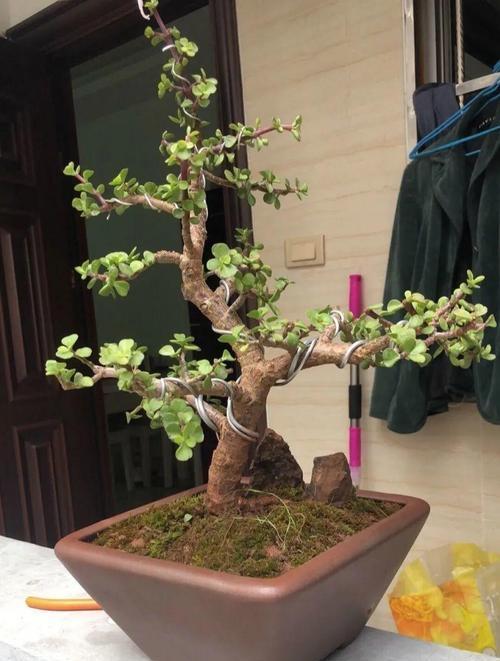 金枝玉叶|养金枝玉叶，做到4点，长成粗壮老桩，漂亮又精致