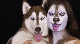 |搞笑GIF:哥们,你还真是土豪,用茅台酒喂螃蟹