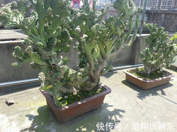 镇宅|身高八尺的“麒麟掌”,养护3个要点,长的威风凛凛,保家镇宅