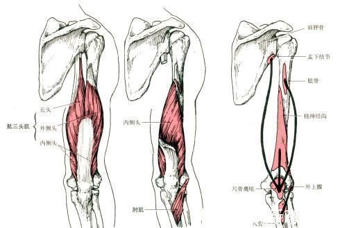 臂弯举|掌握正确的训练方法,仅靠自重一样能够锻炼出发达的手臂肌肉