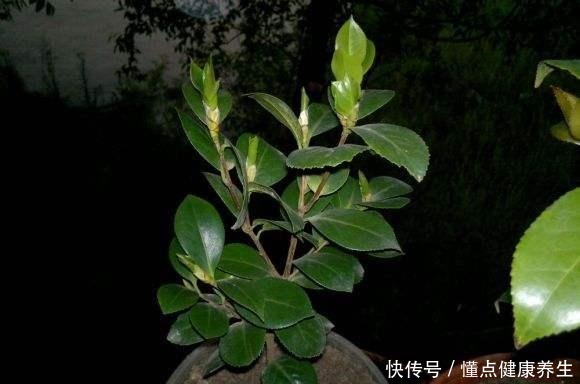 夏天养茶花，掐芽工作做好了，花苞才能“咕噜”冒！