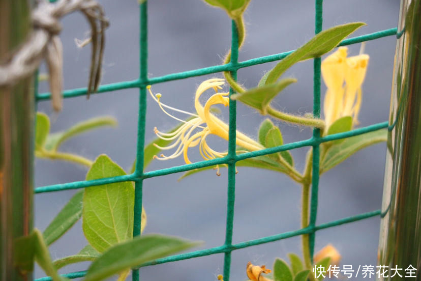 一扦插就活,还能用来泡茶喝,这花种了就是赚了