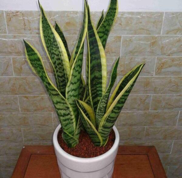 养虎尾兰，一个小技巧，长得快、侧芽多、叶厚实，3个月长爆盆