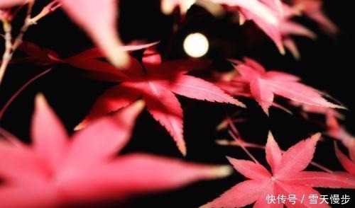 相思|秋来,一处相思,两处闲愁,知否知否念你依旧