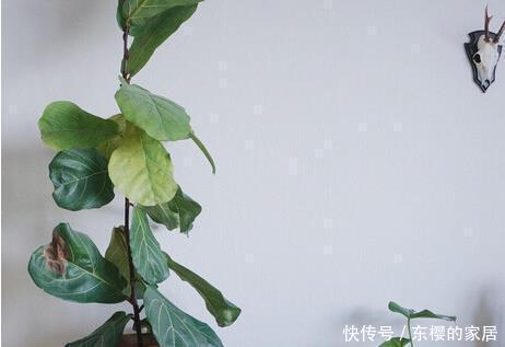 居家客厅不知道养什么绿植这三种既上档次又耐活,懂花人都养