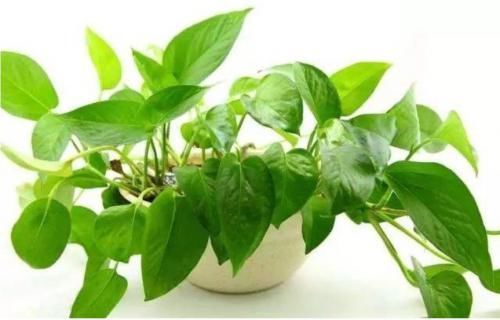 房子|头次见这样除甲醛，难怪一个月就能住，再装修房子肯定这样做