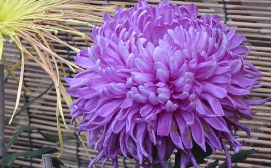 喜欢菊花,不如养盆“菊中珍品”玫红莲,似凌波仙子,舞媚妖娆