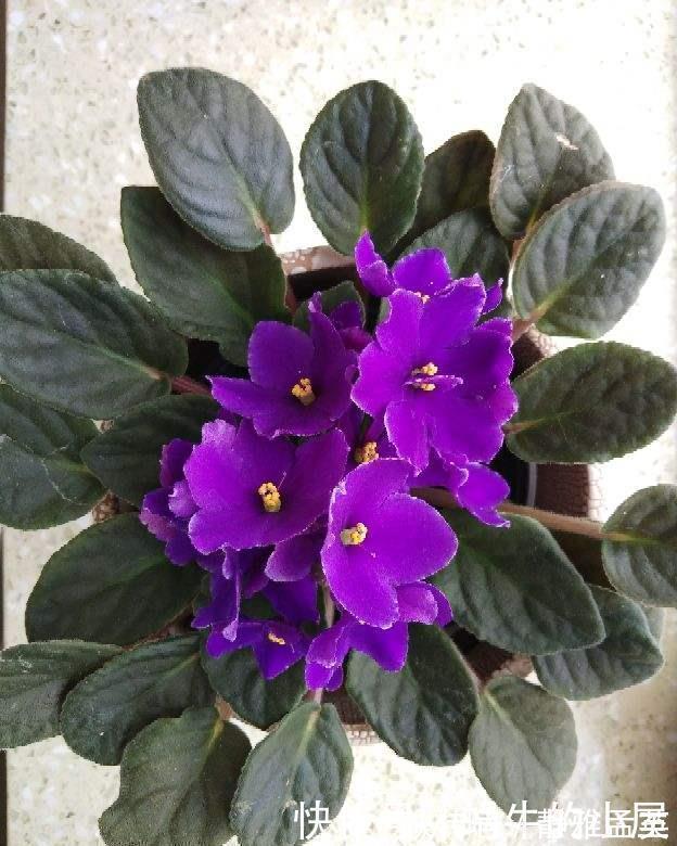 院子|院子一半强光一般阴凉,那就养这6种花,喜阳耐阴好养活