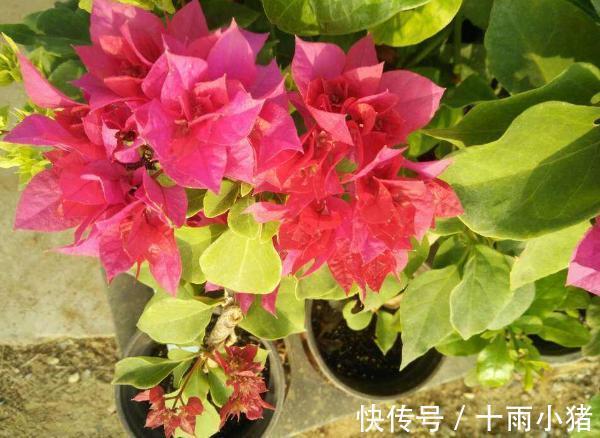 植物|天冷养花，早晨别做这几件事，植物才会感激你哦