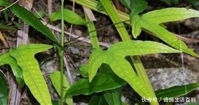 中草药|外形像鸡脚，嫩叶曾拿来喂猪，晒干是药，治疗感冒咳嗽有奇效！