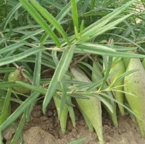 汁液|在乡下到处都是,以前没人吃,现在到城里30一斤抢着买