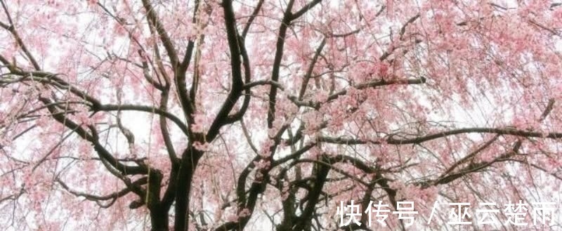 北山#王安石这首诗也被严重低估了,句句是经典,最后两句美得令人心醉