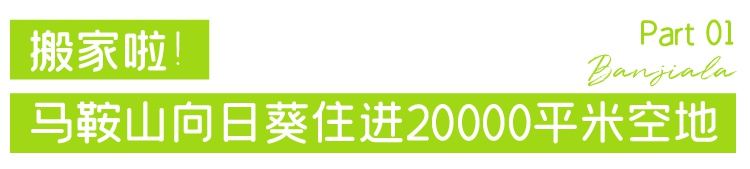 向日葵|武汉20000平米向日葵花海，正盛放！