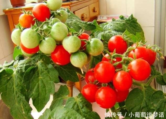 盆栽|5种水果盆栽爱爆盆，随便种一棵，都能吃半年！