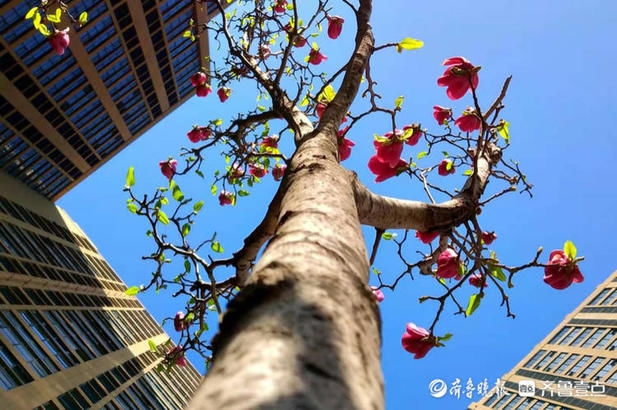 玉兰花为高楼大厦添美丽