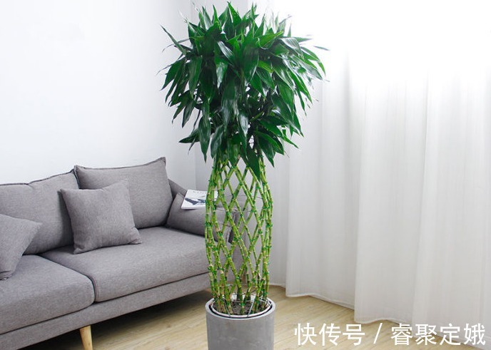 金钱树|这三种花草不适合在阳台养，它们惧怕阳光，可千万别大意了