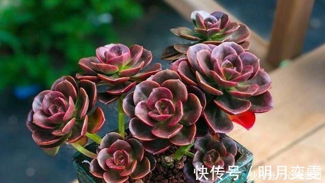 叶色|深色系的冷门多肉植物巧克力方砖,养出状态其实挺好看!