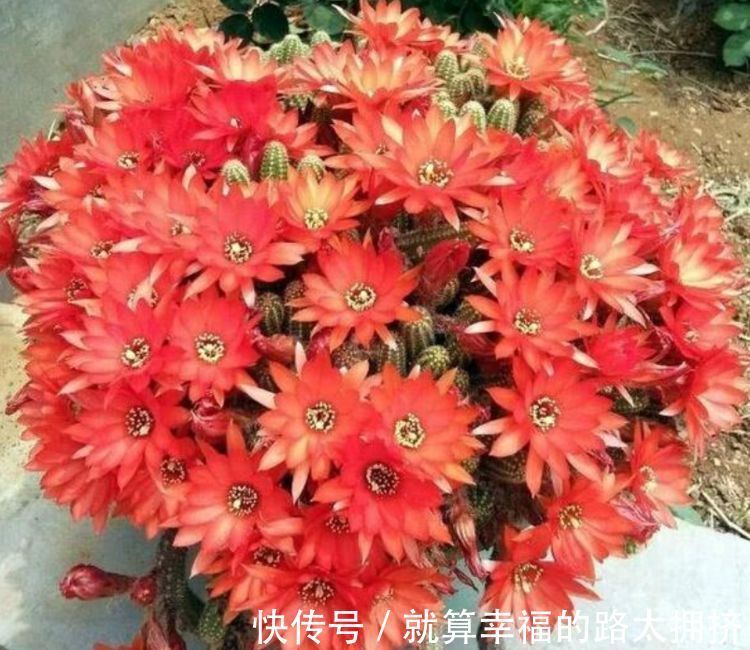 4种花被称“有钱花”,财运、福运滚滚来,不易生病好养护