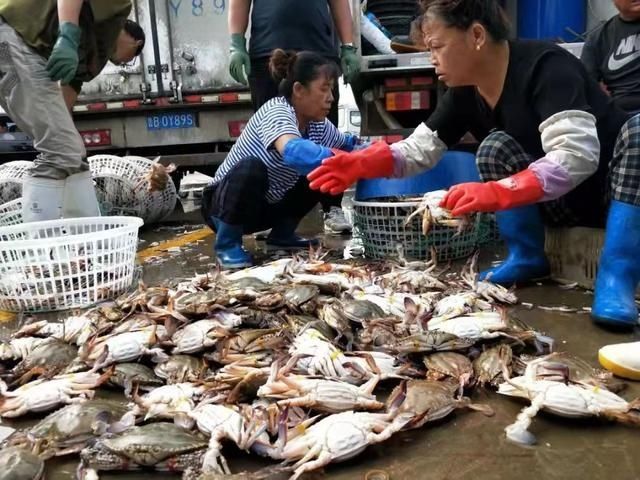 腹部|买螃蟹，是不是“顶盖肥”就看这“1处”，老渔夫的方法就是实用