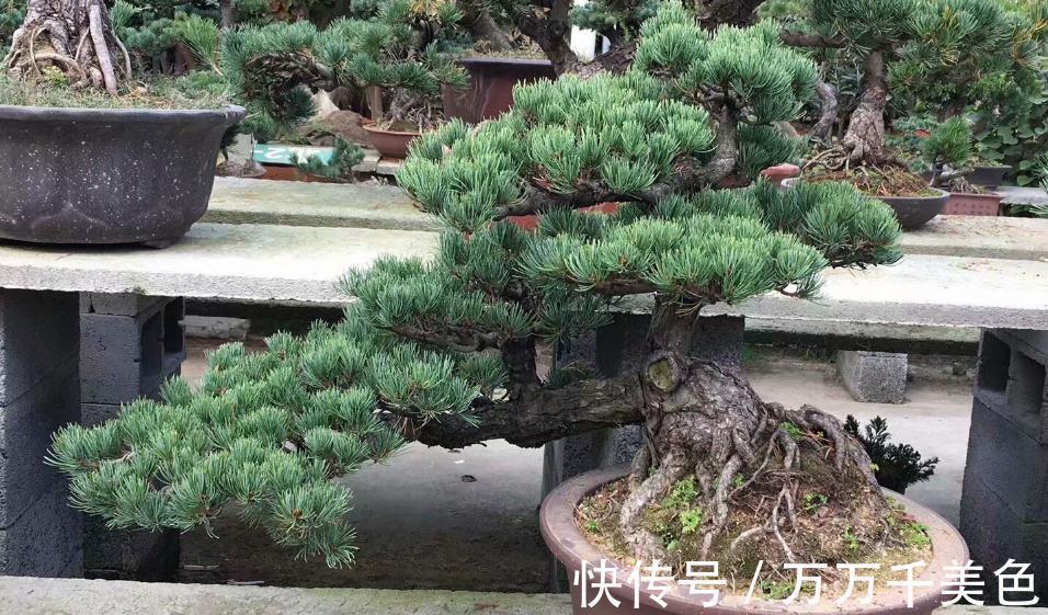 盆景|黑松盆景枝干横展,树冠如伞盖,针叶浓绿,四季常青,树姿古雅