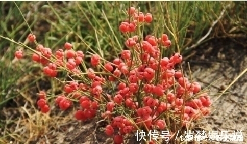 麻黄草|农村一种“假樱桃”,国家管制的草药,发汗散寒,利尿消炎治痛风