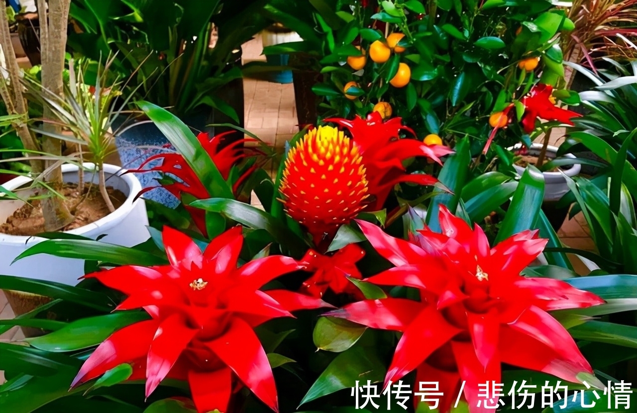 水仙花|这3种“年宵花”是一次性的,开花后就“不再复花”,别花钱买了