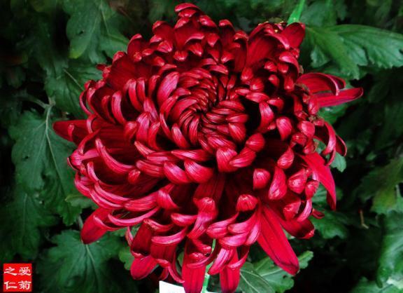 喜欢菊花，就养盆“稀世名菊”滦水黑旋风，似深色荷花，妩媚多姿