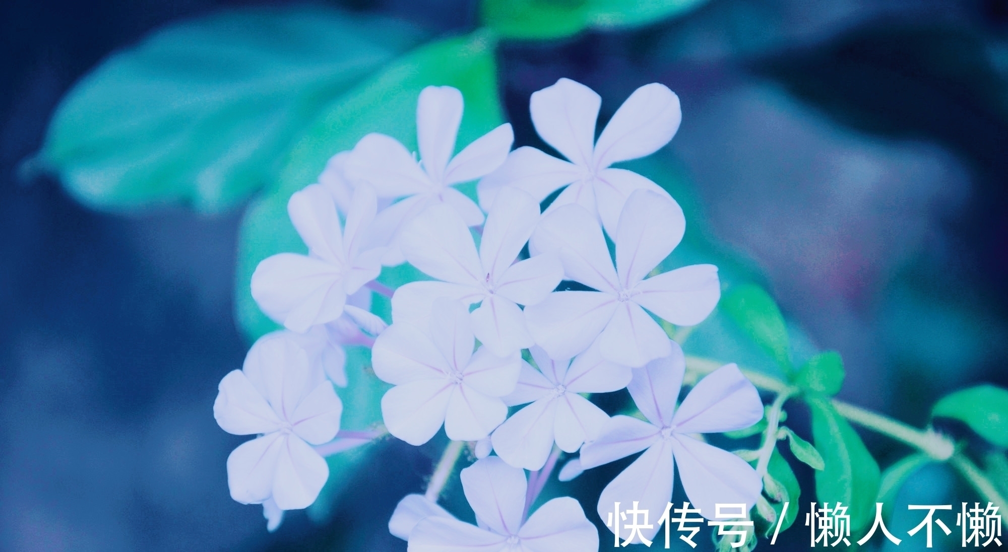 过雨荷花满院香#宁肯媚晚凉,清风匝地随,一抹烟雨红尘事,半盏清欢岁月情