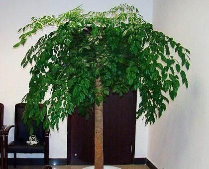 花卉|家里养花有讲究，3种花不能乱养，是大忌