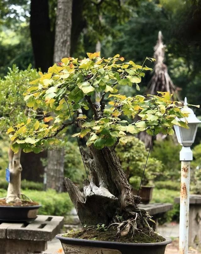 这4种“盆景树”,不仅观赏性高,寿命还特别长,越养越值钱