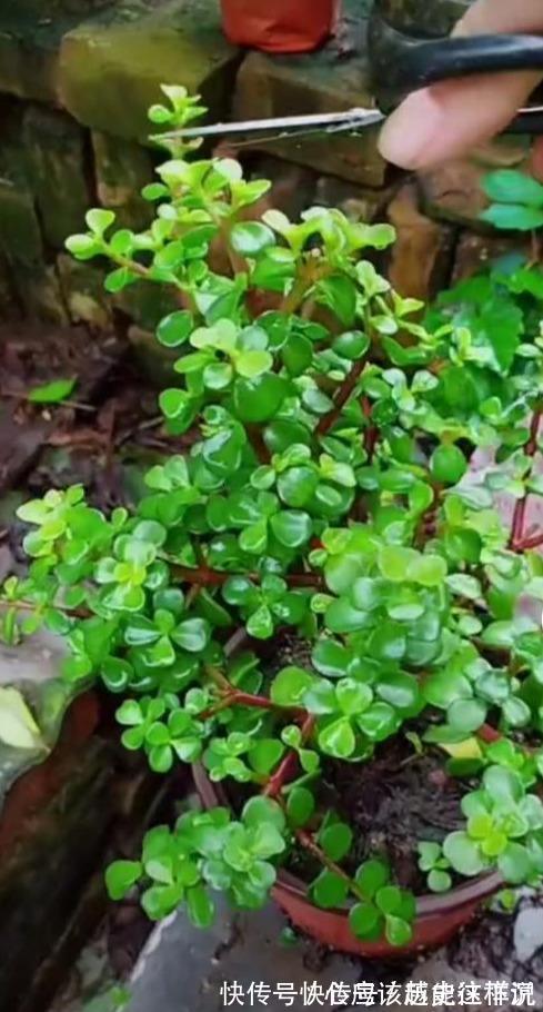 桩子|一个破酒瓶,养一棵金枝玉叶悬崖桩,叶片肥厚小巧,四季常青