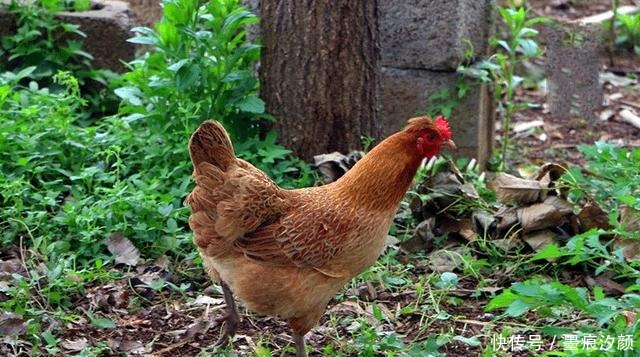 无穷|老人常说“猪往前拱,鸡往后刨”,具有指代啥如果领略获益无穷