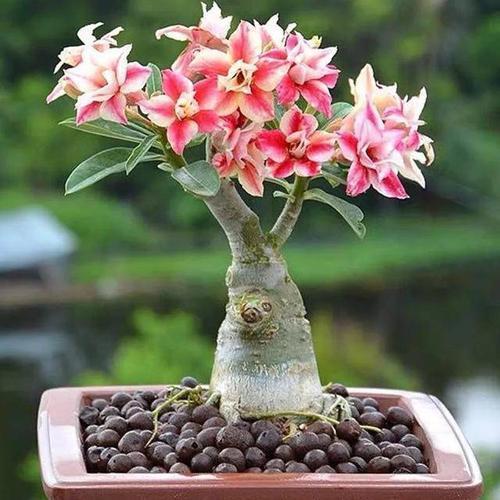 这些花要“穷养”,小盆种少浇水,枝繁叶茂,开出层叠群花