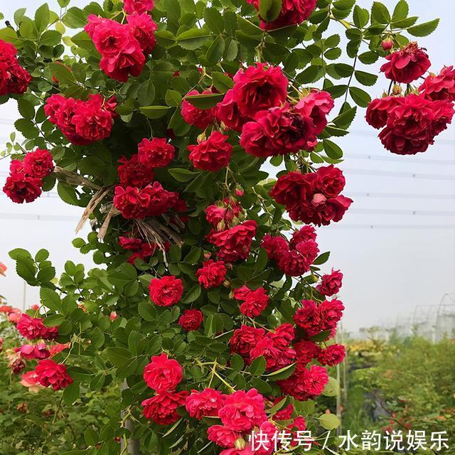 过去一年很火的5种网红花:第一种贵而难养,第三种就是个骗局