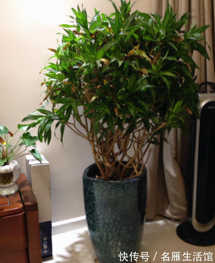 客厅见树,家业稳固!适合客厅养的五种树,大气美观,幸福感倍增