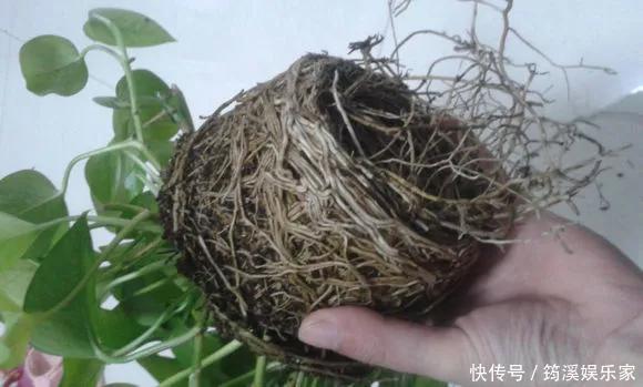 绿萝|4种花爱“吃土”,1年不换盆,盆里全是根不见土,换盆才能长好