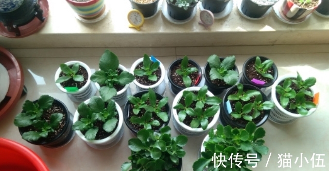 又到长寿花扦插季节,做好“2选3足”,15天长满白根!