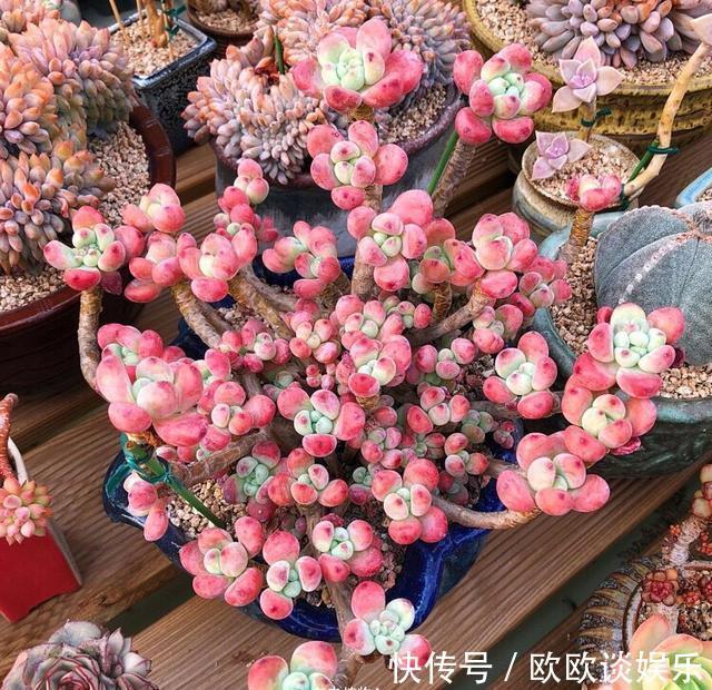 多肉变老桩那要十几年,千金都难换!便宜的那叫“伪老桩”
