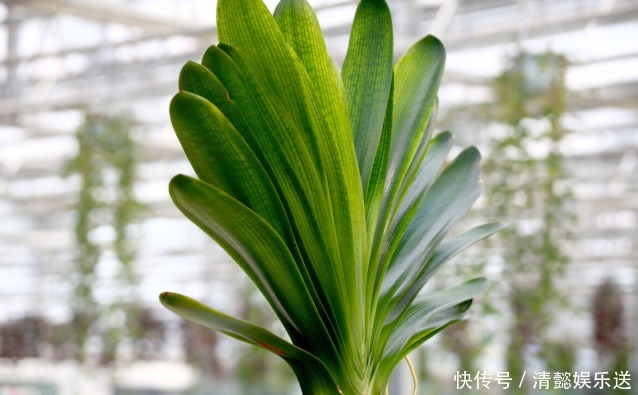 君子兰催花实操经验,现在行动,一个月后就冒花箭