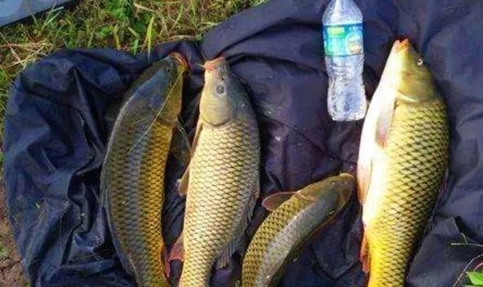 钓了半辈子鲤鱼,现在才明白,只要有这“锦囊”,天再热照样狂拔