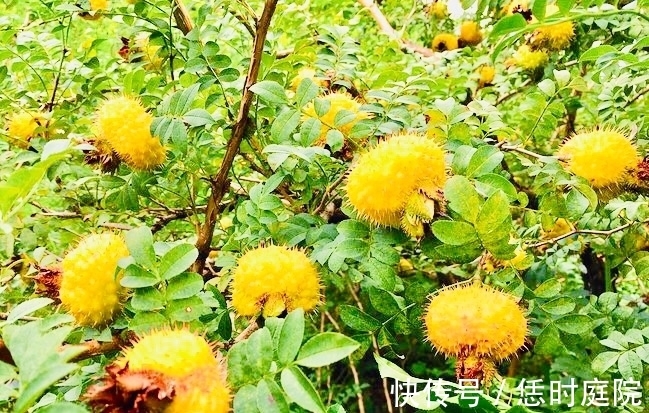 皇帝果|农村此“皇帝果”,女性每天一个,防止妇科病,治感冒,防高血压